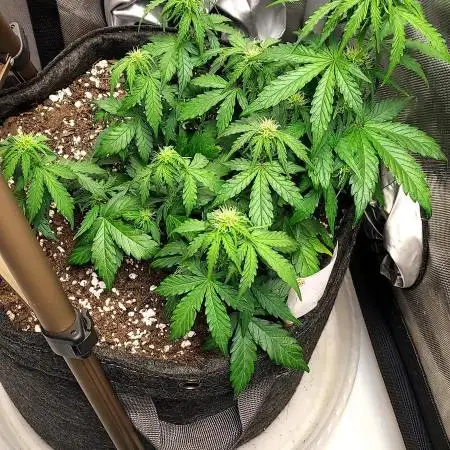 Sherbet Queen 5-Gallon