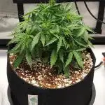 Northern Lights Auto - First Autopot Try
