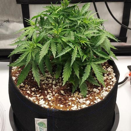 Northern Lights Auto - First Autopot Try