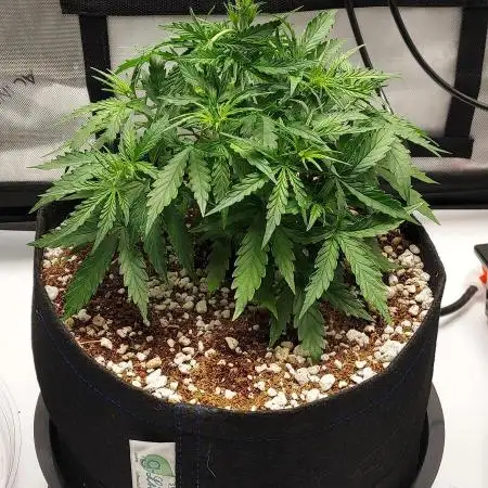 Northern Lights Auto - First Autopot Try