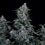 Gelato 41 BX Auto
