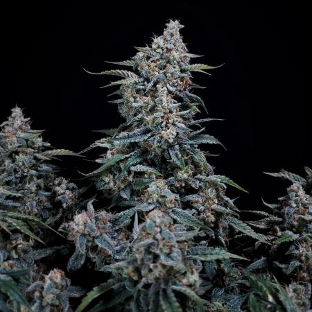 Gelato 41 BX Auto