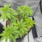 Clementine Slush #2