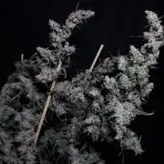 Critical Mass CBD Auto