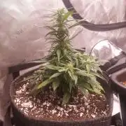 Strawberry Gorilla Auto - 3 Gallon Soil