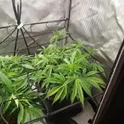 Wedding Gelato - The Bride