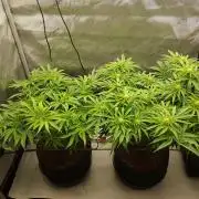 Punch Pie x 2 - Ready for a Knockout!