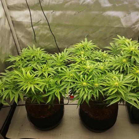 Punch Pie x 2 - Ready for a Knockout!