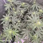 Clementine Slush #3