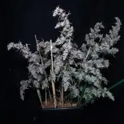 Critical Mass CBD Auto