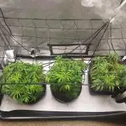 Punch Pie x 2 - Ready for a Knockout!