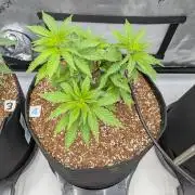 Clementine Slush #4