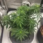 Z-Up Auto