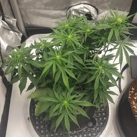 Z-Up Auto