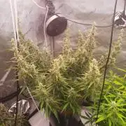 Critical Mass CBD Auto
