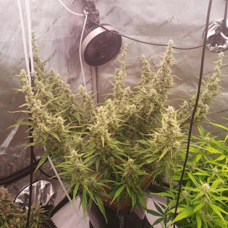 Critical Mass CBD Auto