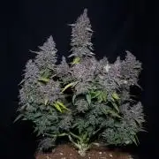 Lemon Cherry Cookies Auto