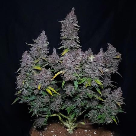 Lemon Cherry Cookies Auto