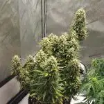 Z-Up Auto