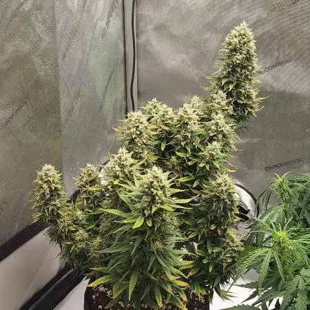 Z-Up Auto