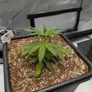 Critical Mass CBD Auto #2
