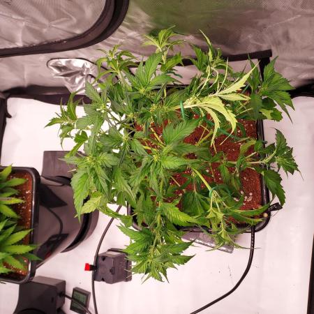 Strawberry Banana Auto