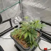 Critical Mass CBD Auto #2