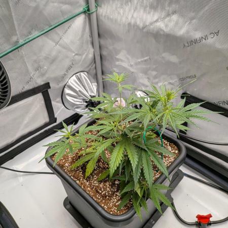 Critical Mass CBD Auto #2