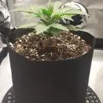 Z-Up Auto