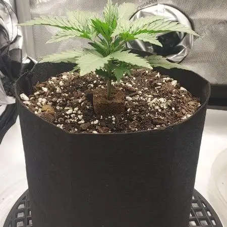 Z-Up Auto