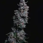 Gelato Auto - I'd Love A Scoop