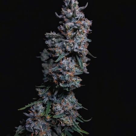 Gelato Auto - I'd Love A Scoop