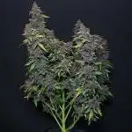 Northern Lights Auto - First Autopot Try