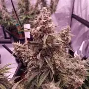 Gelato 41 BX Auto
