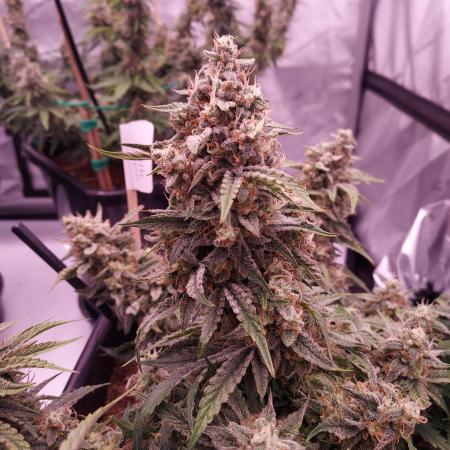 Gelato 41 BX Auto