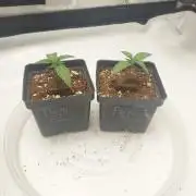 Punch Pie x 2 - Ready for a Knockout!