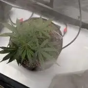 Critical Mass CBD Auto #1