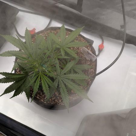 Critical Mass CBD Auto #1