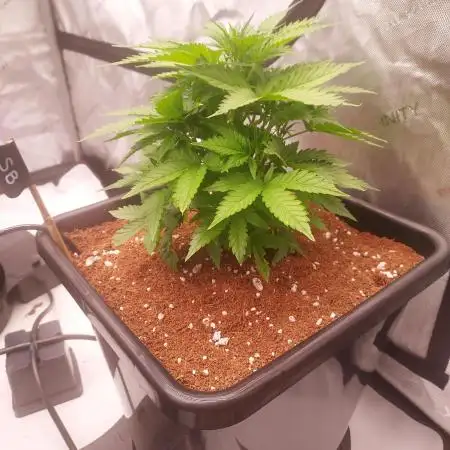 Strawberry Banana Auto