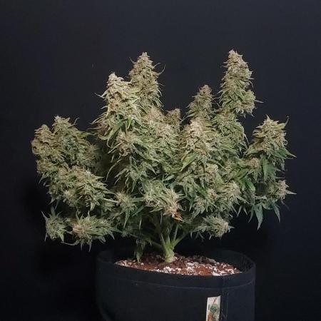 Northern Lights Auto - First Autopot Try