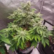 Lemon Cherry Cookies Auto