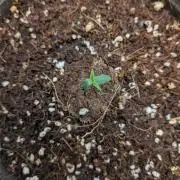 Critical Mass CBD Auto #2