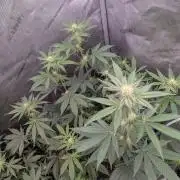 Clementine Slush #2