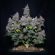 Lemon Cherry Cookies Auto