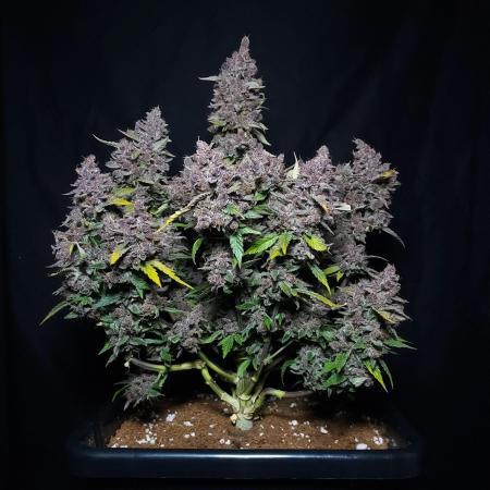 Lemon Cherry Cookies Auto