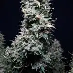 Z-Up Auto