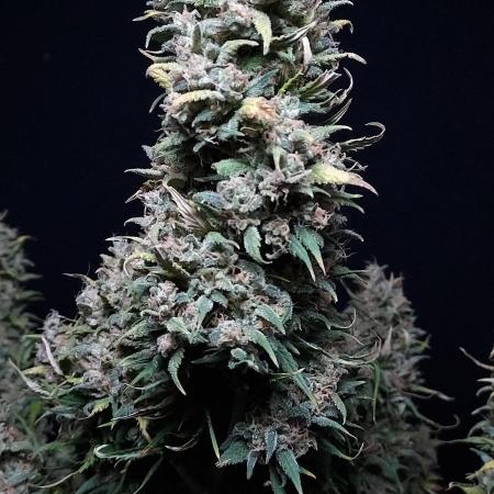 Z-Up Auto