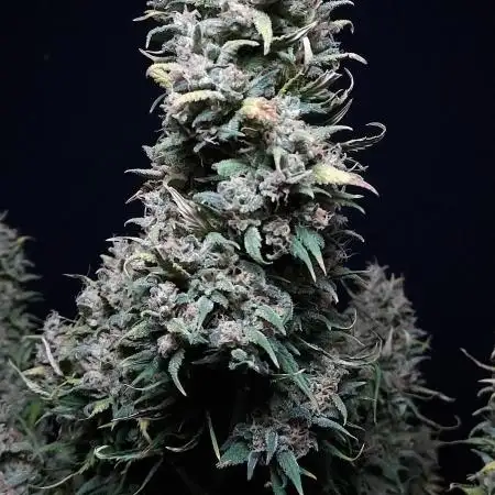 Z-Up Auto