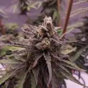 CBG Relief Auto - Pain Relief Hope!