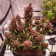 Lemon Cherry Cookies Auto